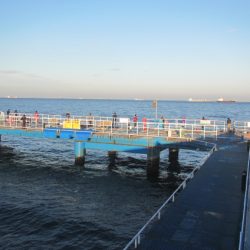 オリジナルメーカー海づり公園(市原市海づり施設) 釣果