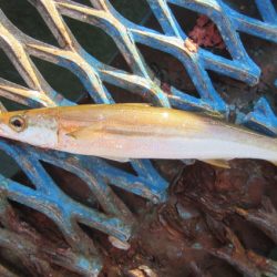 オリジナルメーカー海づり公園(市原市海づり施設) 釣果