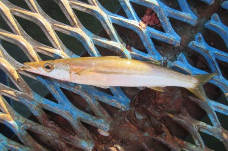 オリジナルメーカー海づり公園(市原市海づり施設) 釣果