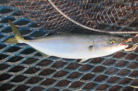 オリジナルメーカー海づり公園(市原市海づり施設) 釣果