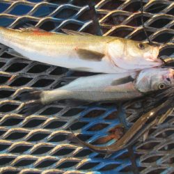 オリジナルメーカー海づり公園(市原市海づり施設) 釣果