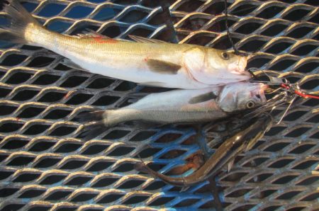 オリジナルメーカー海づり公園(市原市海づり施設) 釣果