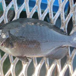 オリジナルメーカー海づり公園(市原市海づり施設) 釣果