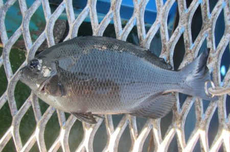 オリジナルメーカー海づり公園(市原市海づり施設) 釣果