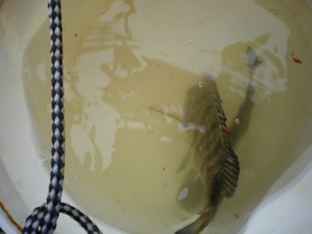 オリジナルメーカー海づり公園(市原市海づり施設) 釣果