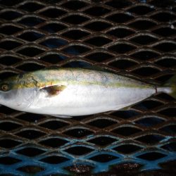 オリジナルメーカー海づり公園(市原市海づり施設) 釣果