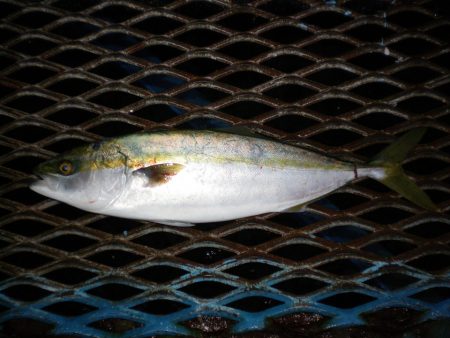 オリジナルメーカー海づり公園(市原市海づり…