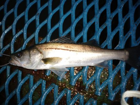 オリジナルメーカー海づり公園(市原市海づり施設) 釣果