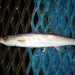 オリジナルメーカー海づり公園(市原市海づり施設) 釣果