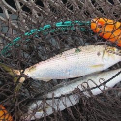 オリジナルメーカー海づり公園(市原市海づり施設) 釣果