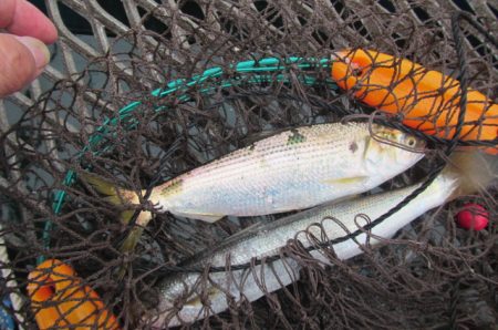 オリジナルメーカー海づり公園(市原市海づり施設) 釣果
