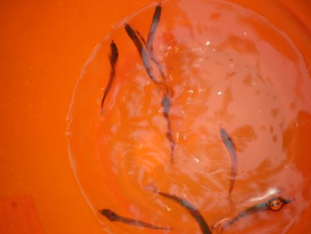 オリジナルメーカー海づり公園(市原市海づり施設) 釣果