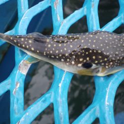 オリジナルメーカー海づり公園(市原市海づり施設) 釣果