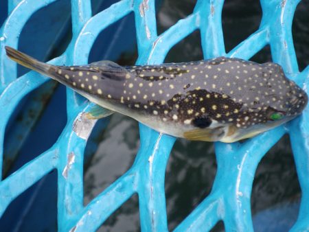 オリジナルメーカー海づり公園(市原市海づり施設) 釣果
