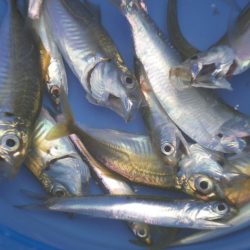 オリジナルメーカー海づり公園(市原市海づり施設) 釣果