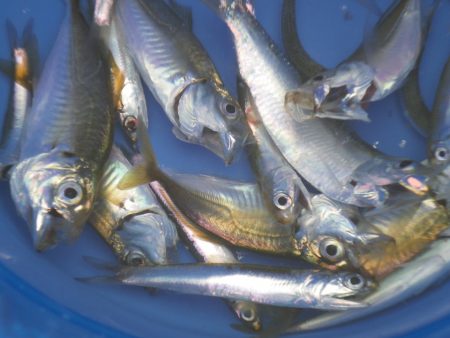 オリジナルメーカー海づり公園(市原市海づり施設) 釣果