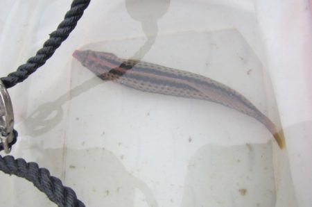 オリジナルメーカー海づり公園(市原市海づり施設) 釣果