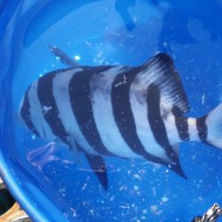 オリジナルメーカー海づり公園(市原市海づり施設) 釣果