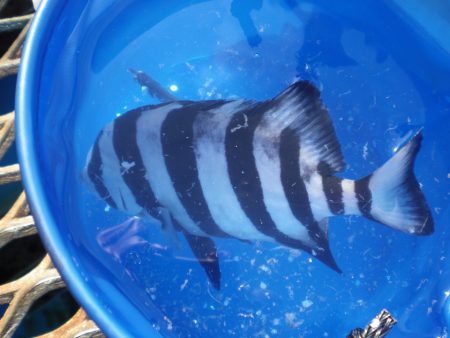 オリジナルメーカー海づり公園(市原市海づり施設) 釣果