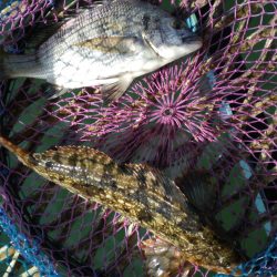 オリジナルメーカー海づり公園(市原市海づり施設) 釣果