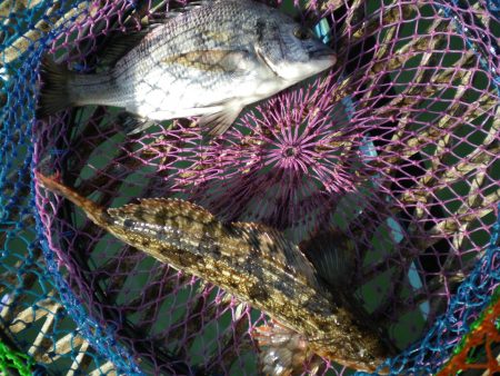 オリジナルメーカー海づり公園(市原市海づり施設) 釣果