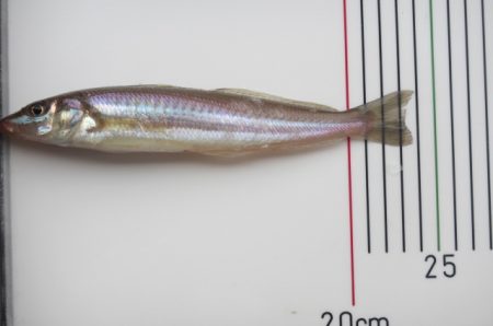 オリジナルメーカー海づり公園(市原市海づり施設) 釣果