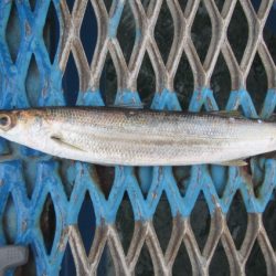 オリジナルメーカー海づり公園(市原市海づり施設) 釣果