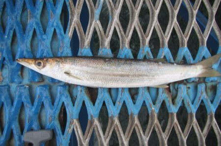 オリジナルメーカー海づり公園(市原市海づり施設) 釣果