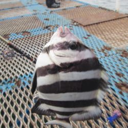 オリジナルメーカー海づり公園(市原市海づり施設) 釣果