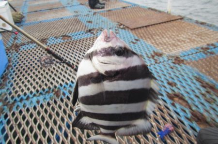 オリジナルメーカー海づり公園(市原市海づり施設) 釣果