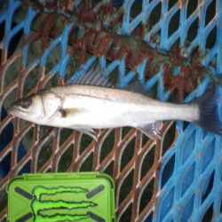 オリジナルメーカー海づり公園(市原市海づり施設) 釣果