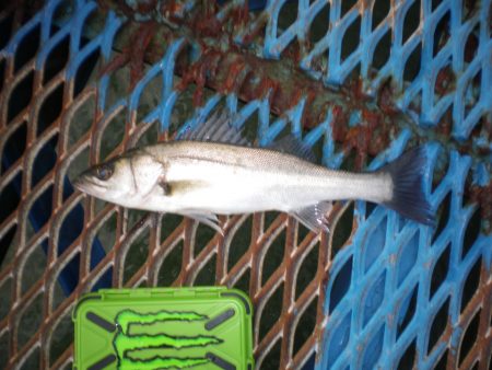 オリジナルメーカー海づり公園(市原市海づり…