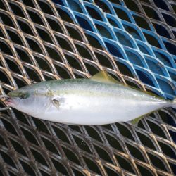 オリジナルメーカー海づり公園(市原市海づり施設) 釣果