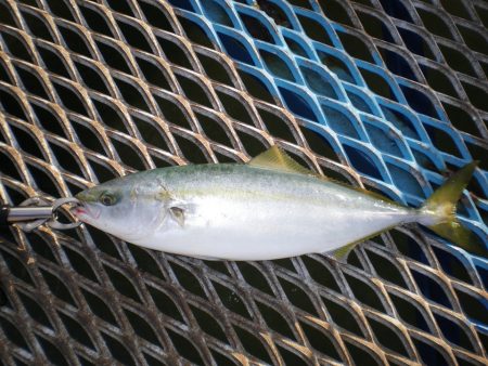 オリジナルメーカー海づり公園(市原市海づり施設) 釣果