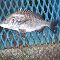 オリジナルメーカー海づり公園(市原市海づり施設) 釣果