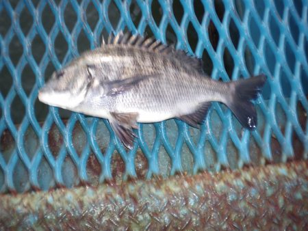 オリジナルメーカー海づり公園(市原市海づり施設) 釣果