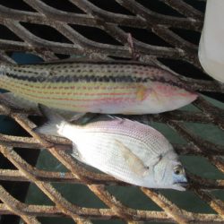 オリジナルメーカー海づり公園(市原市海づり施設) 釣果