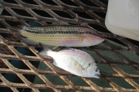オリジナルメーカー海づり公園(市原市海づり施設) 釣果