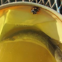 オリジナルメーカー海づり公園(市原市海づり施設) 釣果