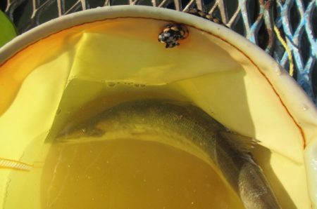 オリジナルメーカー海づり公園(市原市海づり施設) 釣果