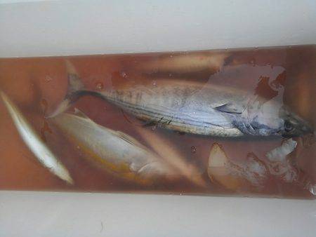 遊漁船 新鋭丸 釣果