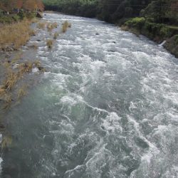 狩野川(狩野川漁業協同組合) 釣果