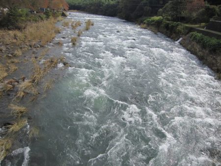 狩野川(狩野川漁業協同組合) 釣果