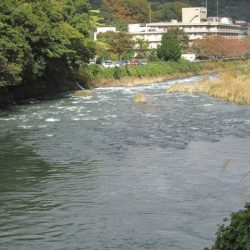 狩野川(狩野川漁業協同組合) 釣果