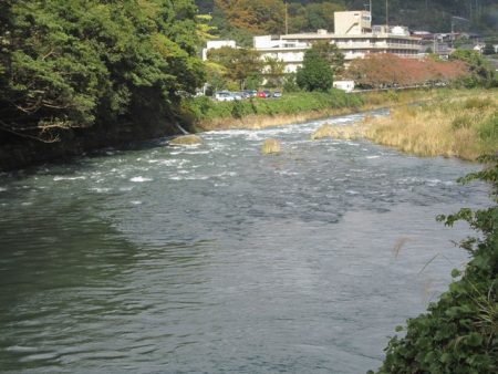 狩野川(狩野川漁業協同組合) 釣果