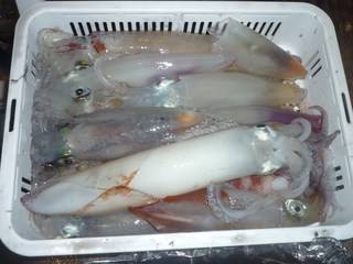 松福丸 釣果