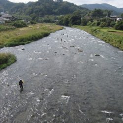 狩野川(狩野川漁業協同組合) 釣果