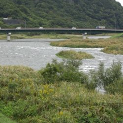 狩野川(狩野川漁業協同組合) 釣果