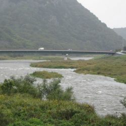 狩野川(狩野川漁業協同組合) 釣果