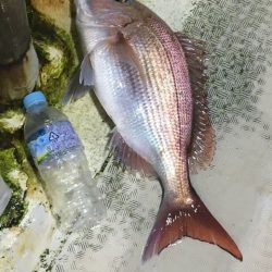龍宮丸 釣果